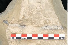 Foto (Detailansicht) von Lycopodites palaeoselaginella Ettingshausen (NHMW-GEO-2024-0188-10340b)
